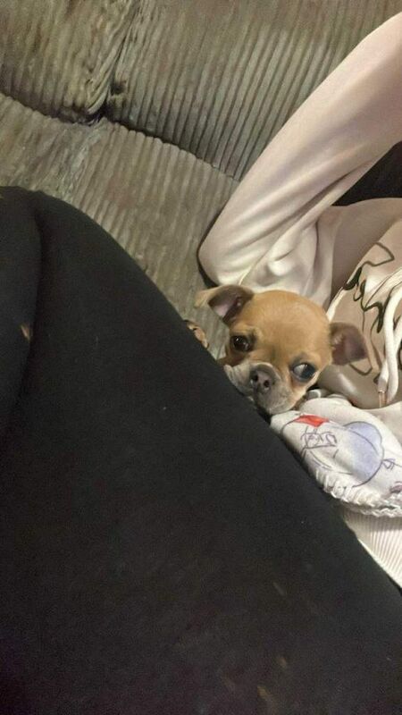 Pug puppies for sale in Ashford, Surrey – 6 months old - Image 4 of 4