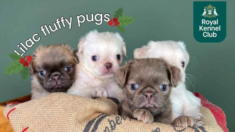 Kennel Club Registered Pug Puppies For Sale