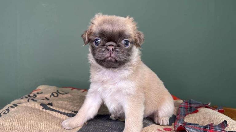 Pug puppies for sale in Sunderland, Tyne and Wear – KC registered, 6 weeks old - Image 2 of 4