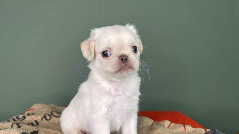 Pug puppies for sale in Sunderland, Tyne and Wear – KC registered, 6 weeks old - Image 3 of 4