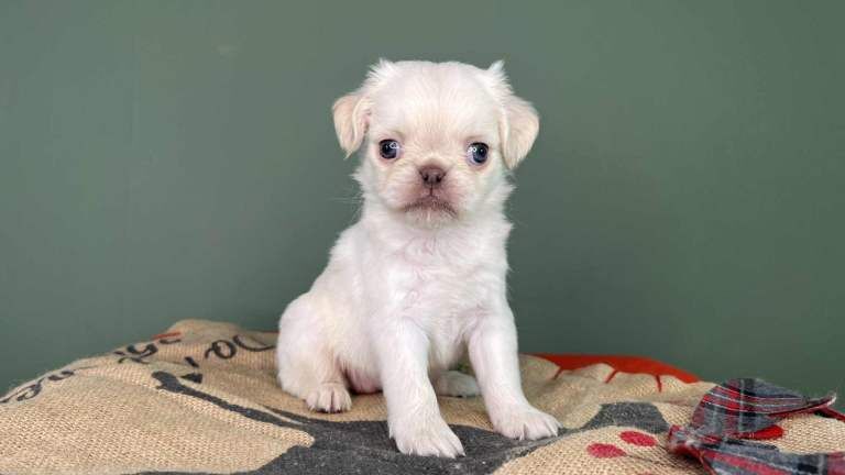 Pug puppies for sale in Sunderland, Tyne and Wear – KC registered, 6 weeks old - Image 4 of 4
