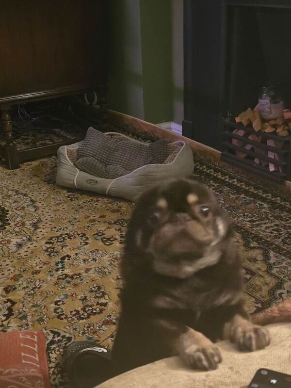 Pug Puppies For Sale