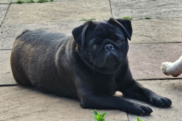 Friendly Black Pug Seeking Forever Home