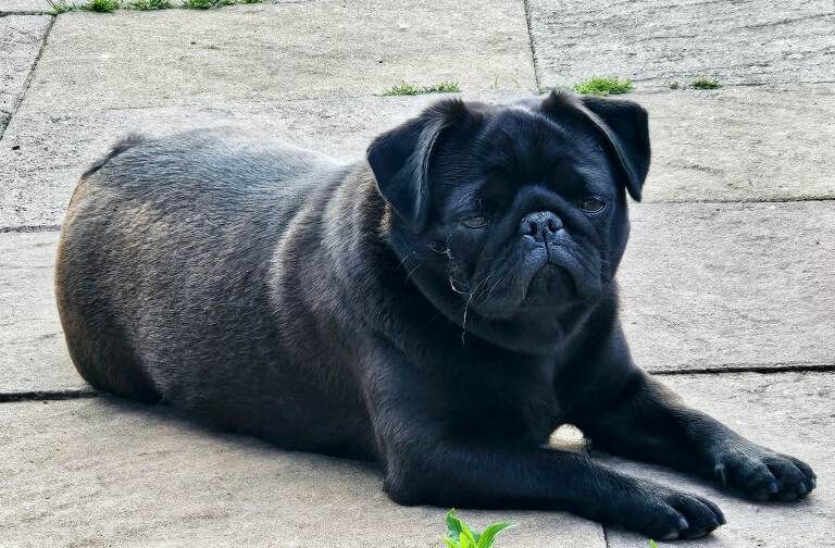 Friendly Black Pug Seeking Forever Home - Image 2 of 4