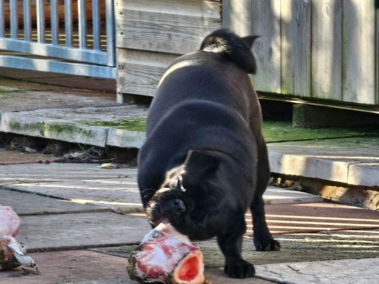 Friendly Black Pug Seeking Forever Home - Image 3 of 4