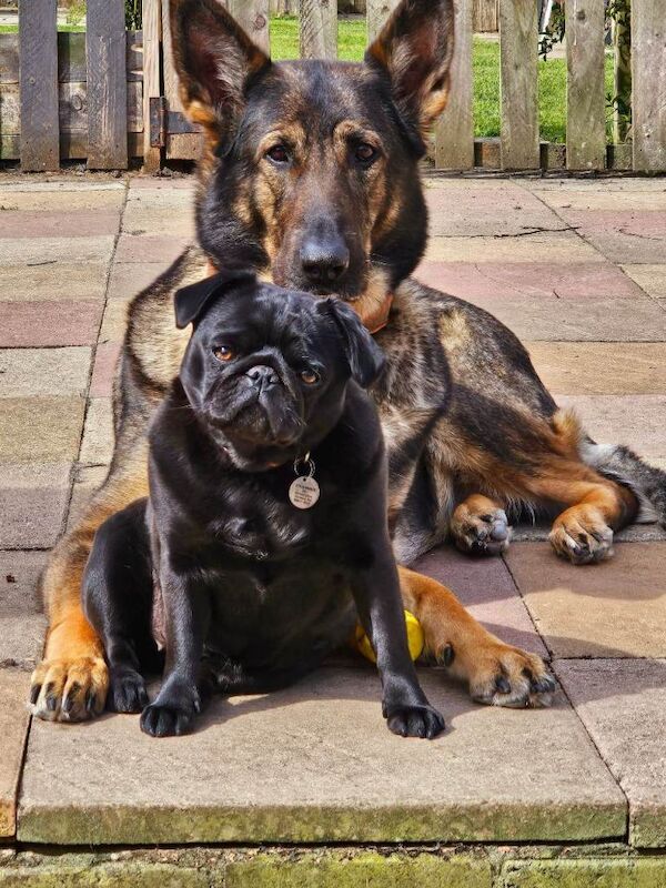 Friendly Black Pug Seeking Forever Home - Image 4 of 4