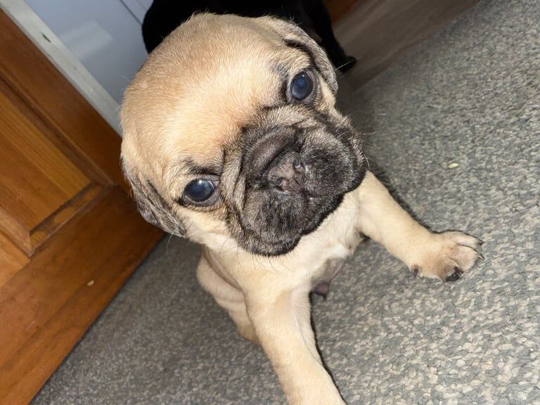 Pug puppies for sale in Cleveleys, Lancashire – 4 months old - Image 1 of 3