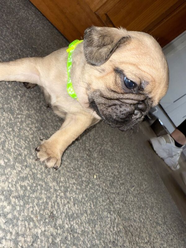 Frug puppies for sale in Cleveleys, Lancashire - Image 2