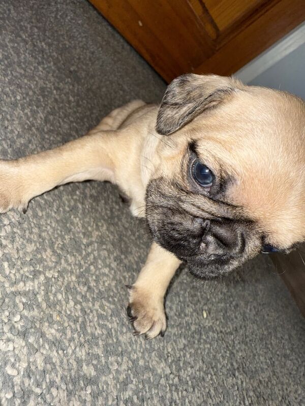 Frug puppies for sale in Cleveleys, Lancashire - Image 3