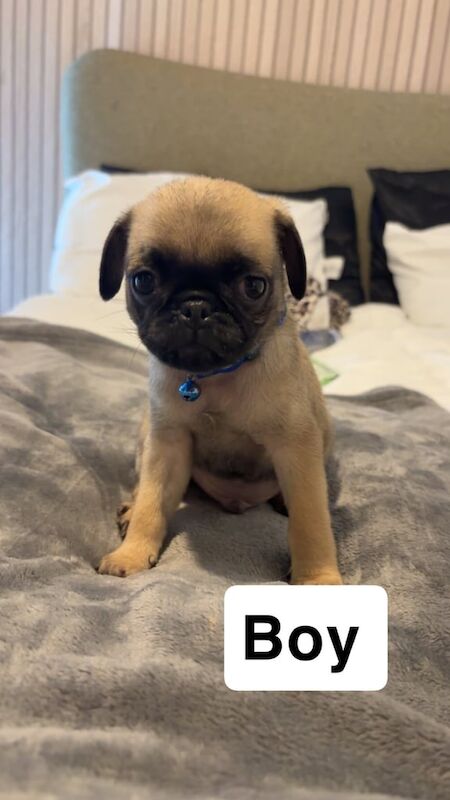 Pug puppies for sale in Taunton, Somerset – 8 weeks old