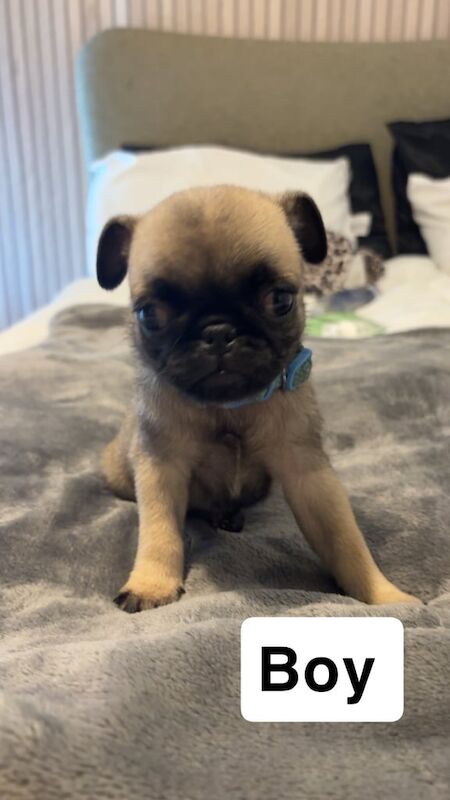 Pug puppies for sale in Taunton, Somerset – 8 weeks old - Image 2 of 6