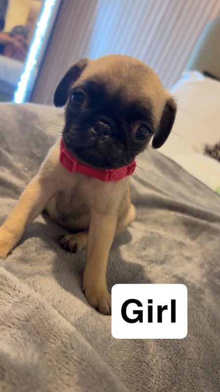 Pug puppies for sale in Taunton, Somerset – 8 weeks old - Image 3 of 6