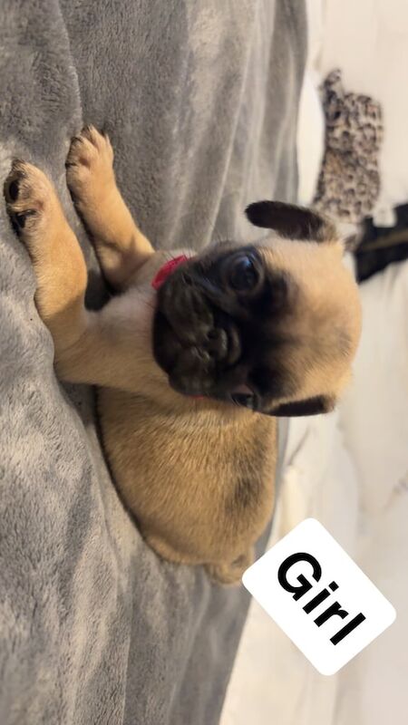 Pug puppies for sale in Taunton, Somerset – 8 weeks old - Image 4 of 6
