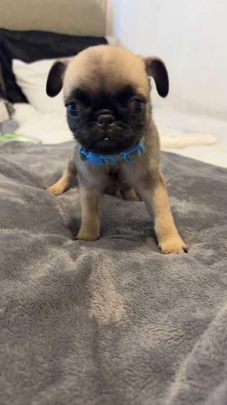 Pug puppies for sale in Taunton, Somerset – 8 weeks old - Image 6 of 6