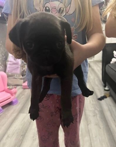 Pug puppies for sale in Birmingham, West Midlands – 7 weeks old