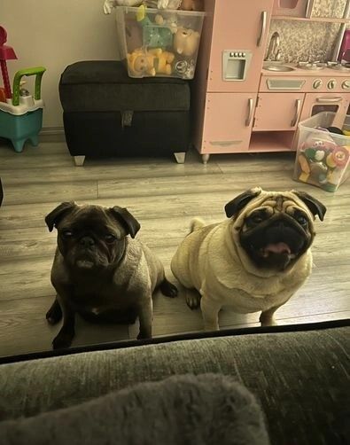 Pug puppies for sale in Birmingham, West Midlands – 7 weeks old - Image 3 of 3