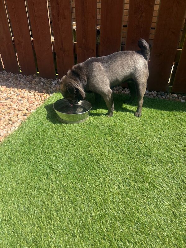 Apricot Pug puppies for sale in Newmains, Lanarkshire – 4 years old