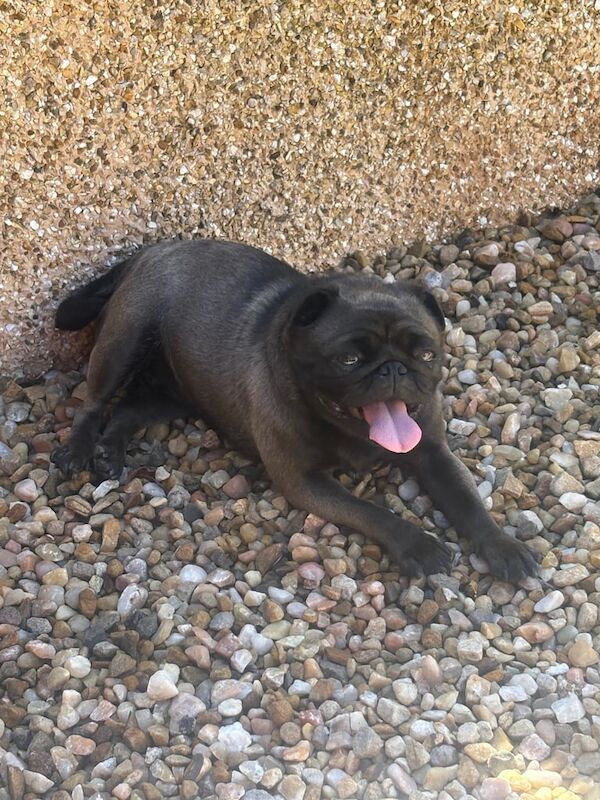 Pug puppies for sale in Newmains, Lanarkshire – 4 years old - Image 3 of 3