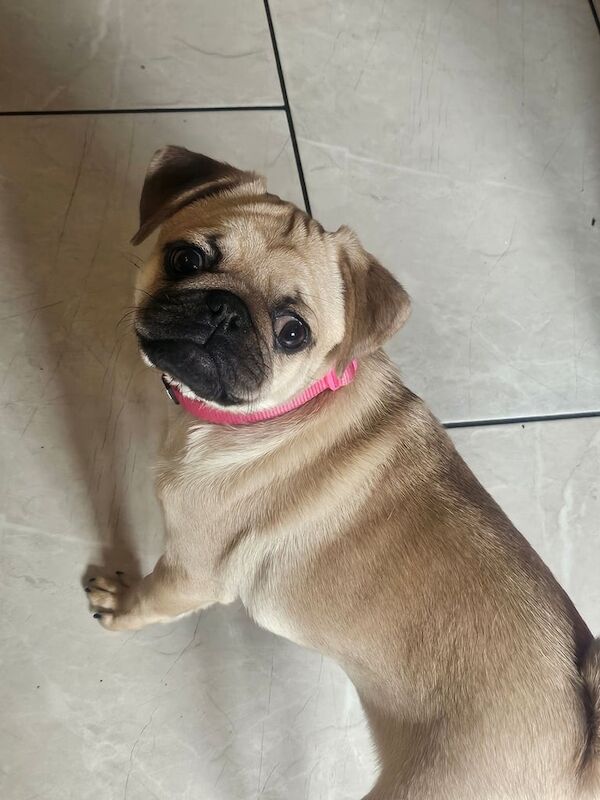 Pug puppies for sale in Lurgan, County Armagh – 4 months old