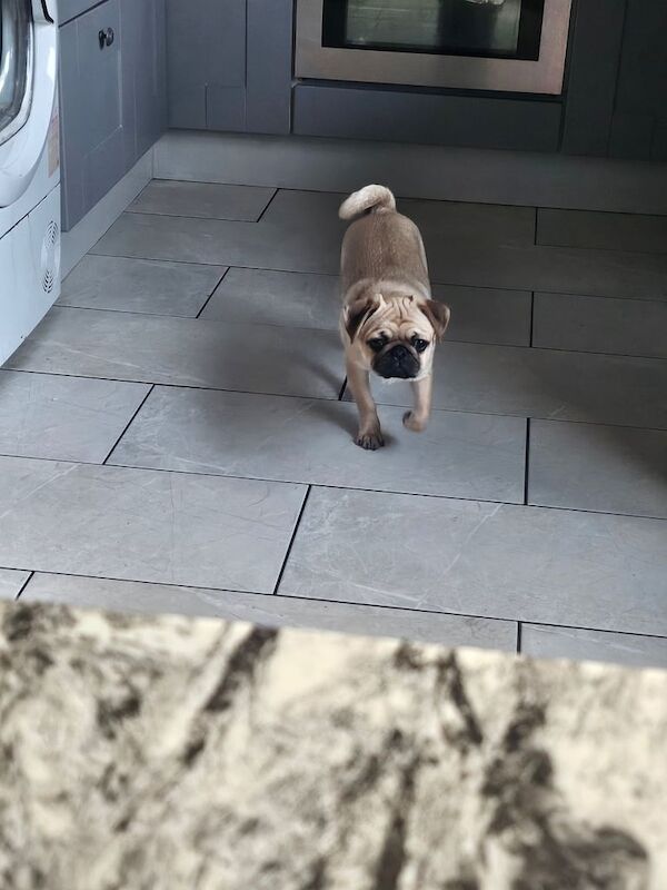 Pug puppies for sale in Lurgan, County Armagh – 4 months old - Image 3 of 4