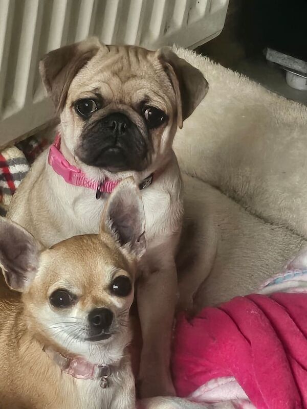 Pug puppies for sale in Lurgan, County Armagh – 4 months old - Image 4 of 4