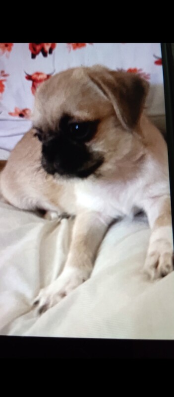 Gorgeous pugzu (pugx shihtzu) puppies
