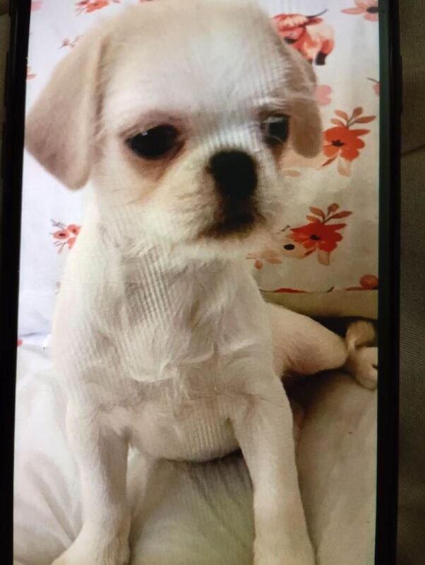 Gorgeous pugzu (pugx shihtzu) puppies - Image 2 of 4