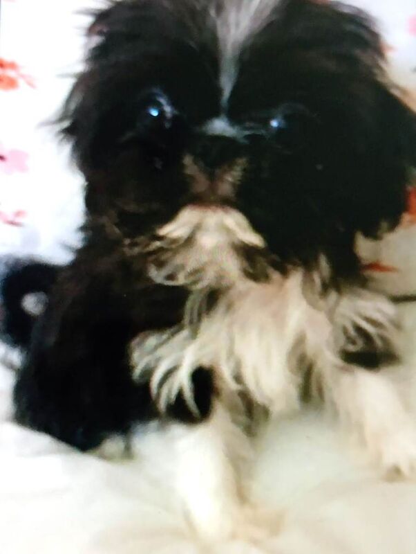 Gorgeous pugzu (pugx shihtzu) puppies - Image 3 of 4