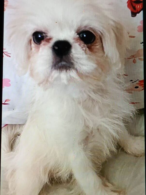 Gorgeous pugzu (pugx shihtzu) puppies - Image 4 of 4