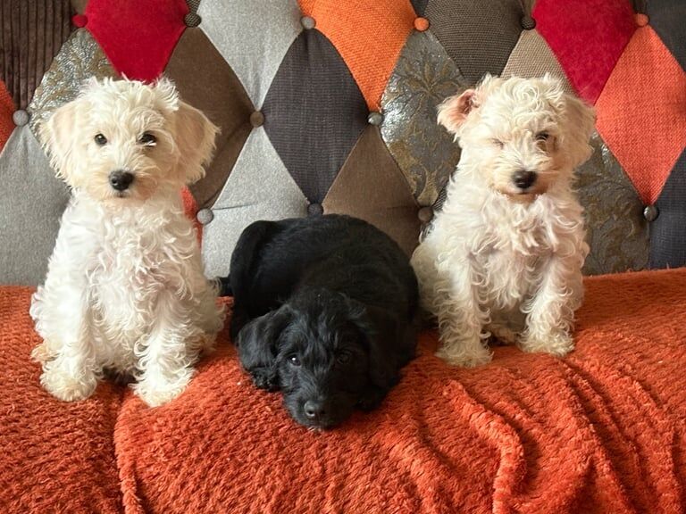 Pug puppies for sale in Ipswich, Suffolk – 11 weeks old