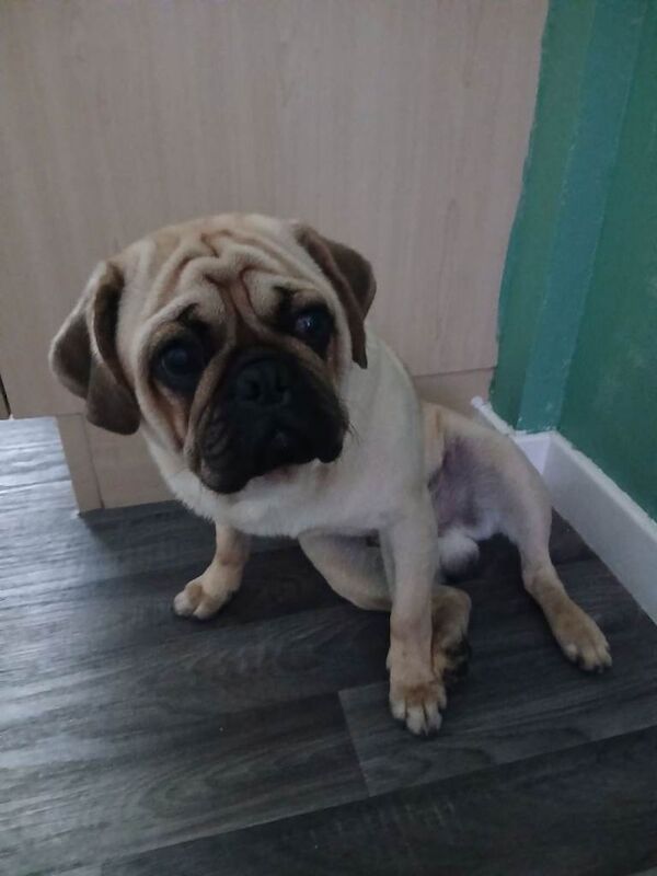 Pug Puppies For Sale