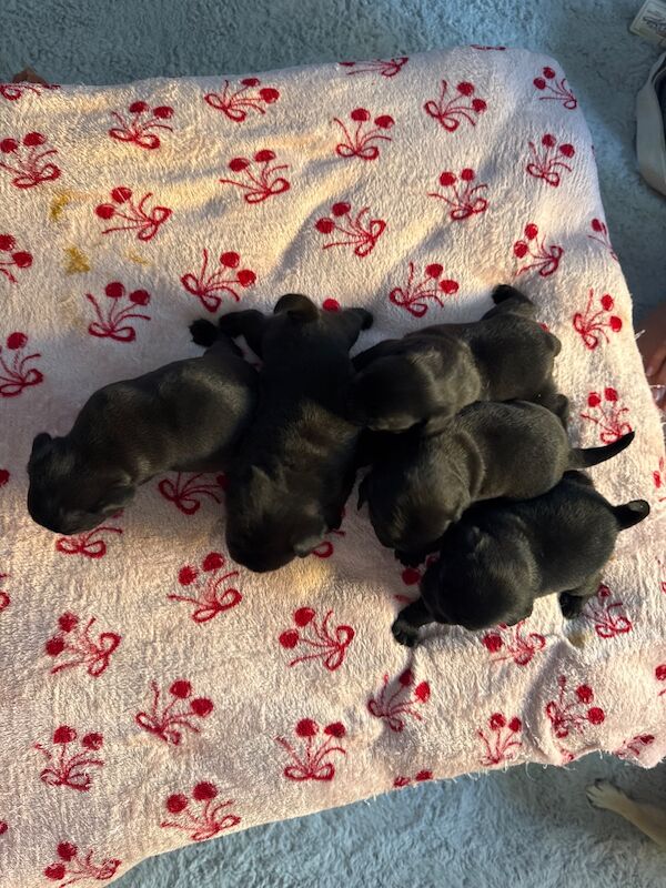 I have a litter of 5 pug pups