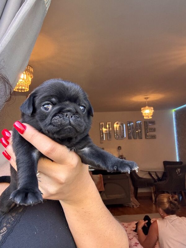 I have a litter of 5 pug pups