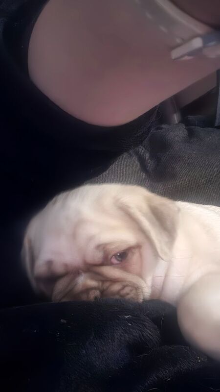 I have a male and female panda pug puppies