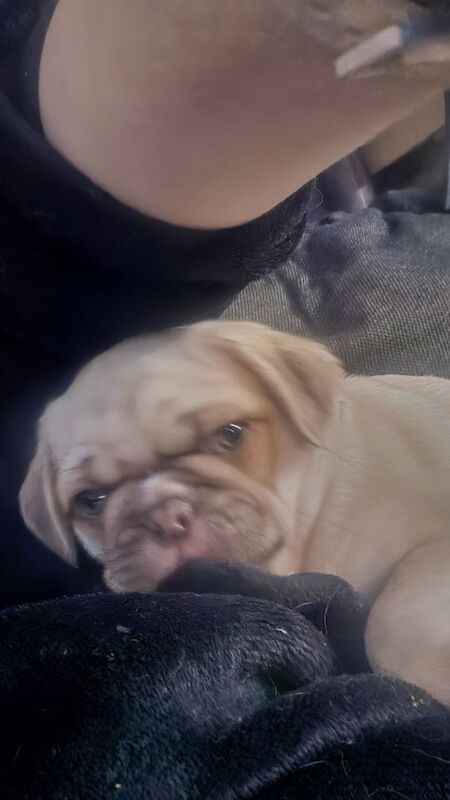 I have a male and female panda pug puppies - Image 2 of 4