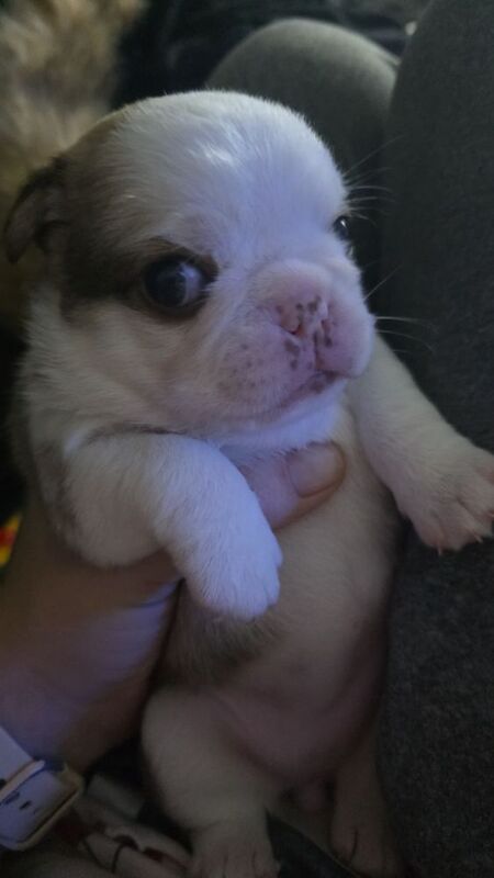 I have a male and female panda pug puppies - Image 3 of 4