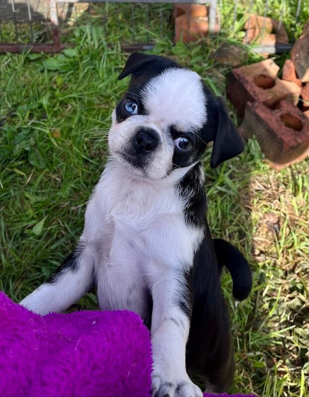 KC reg pug puppy, last one
