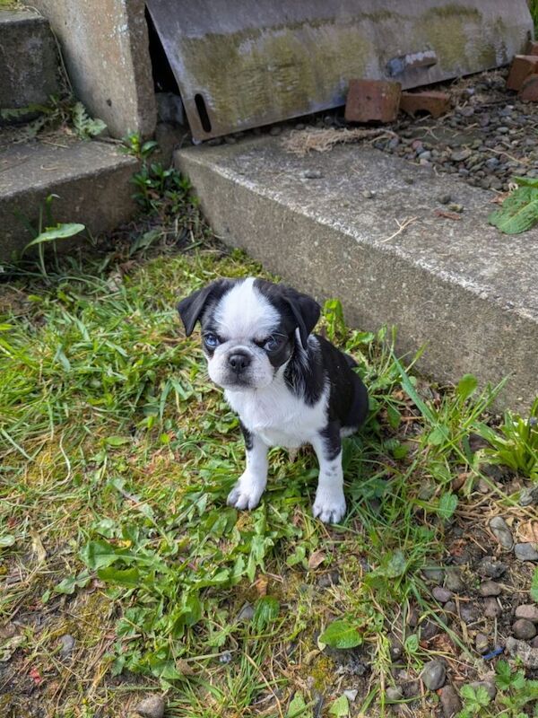 KC reg pug puppy, last one - Image 2 of 5