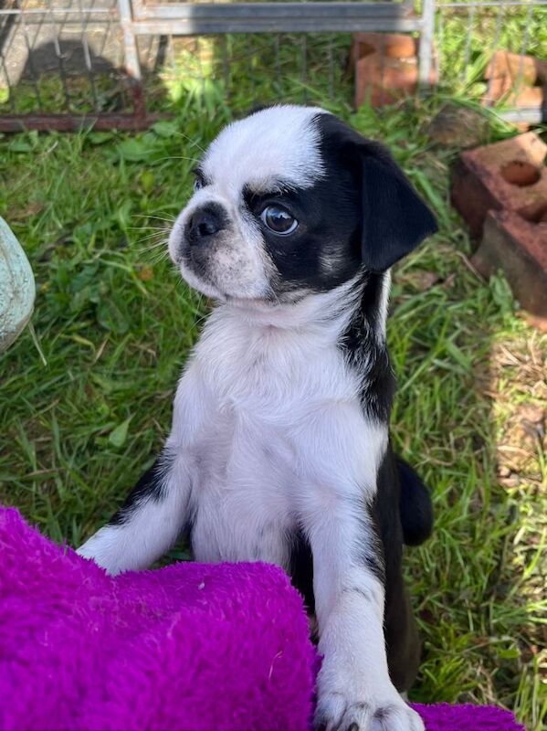 KC reg pug puppy, last one - Image 3 of 5