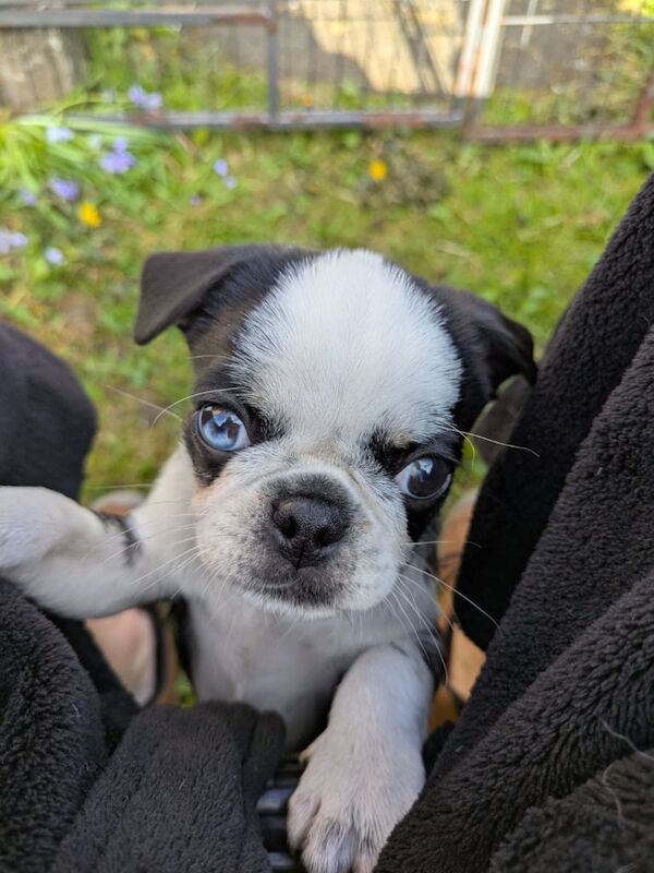 KC reg pug puppy, last one - Image 4 of 5