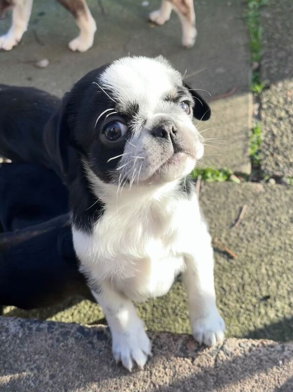 KC reg pug puppy, last one - Image 5 of 5