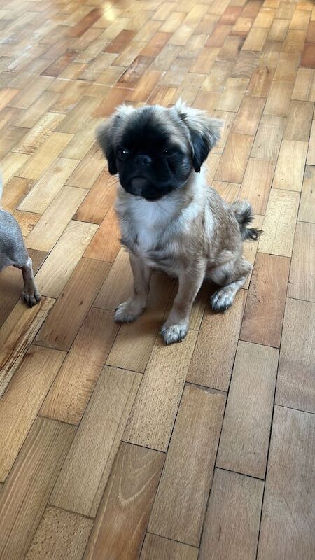 Pug puppies for sale in Cullompton, Devon – 2 years old - Image 1 of 3