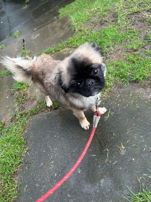 Pug puppies for sale in Cullompton, Devon – 2 years old - Image 2 of 3