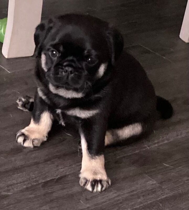 KC registered fluffy pug puppies