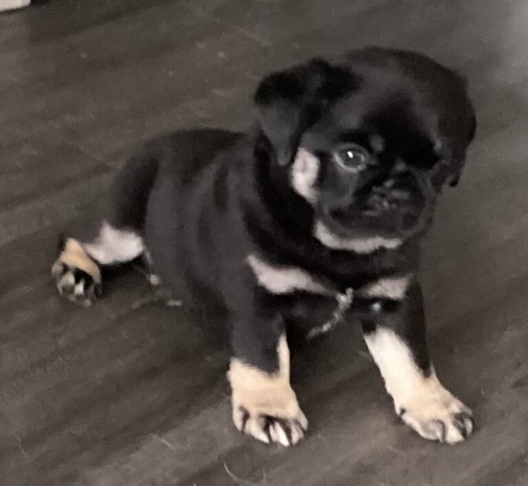 KC registered fluffy pug puppies - Image 2 of 5