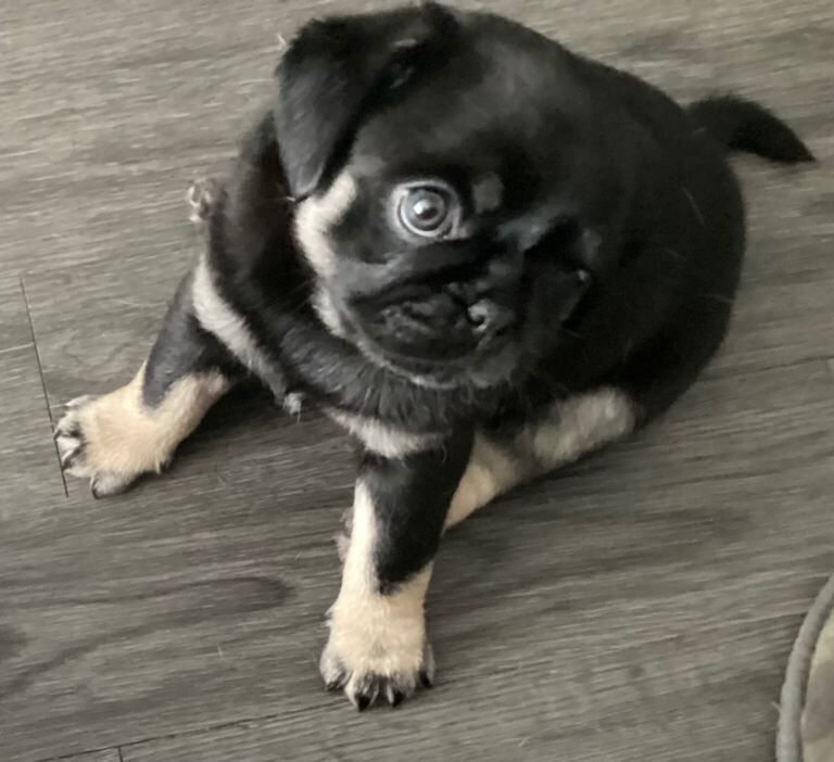 KC registered fluffy pug puppies - Image 3 of 5