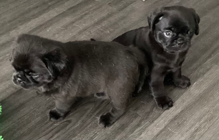KC registered fluffy pug puppies - Image 4 of 5