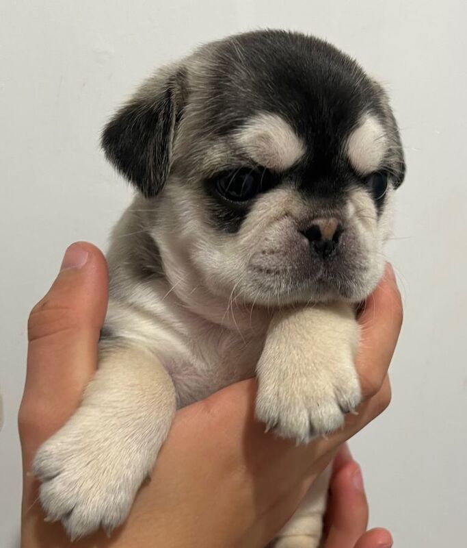 KC registered fluffy pug puppies - Image 5 of 5
