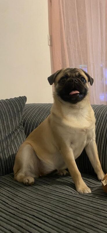 Pug puppies for sale in Bradwell, Norfolk – KC registered, 1 year old - Image 1 of 3