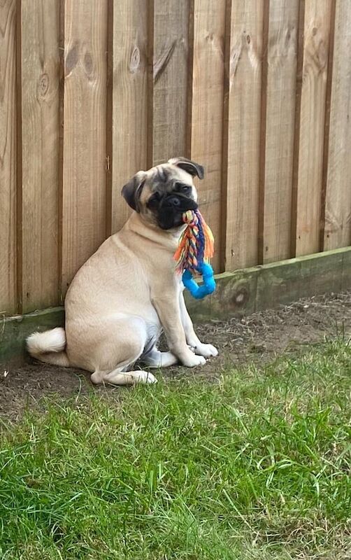 Pug puppies for sale in Bradwell, Norfolk – KC registered, 1 year old - Image 2 of 3